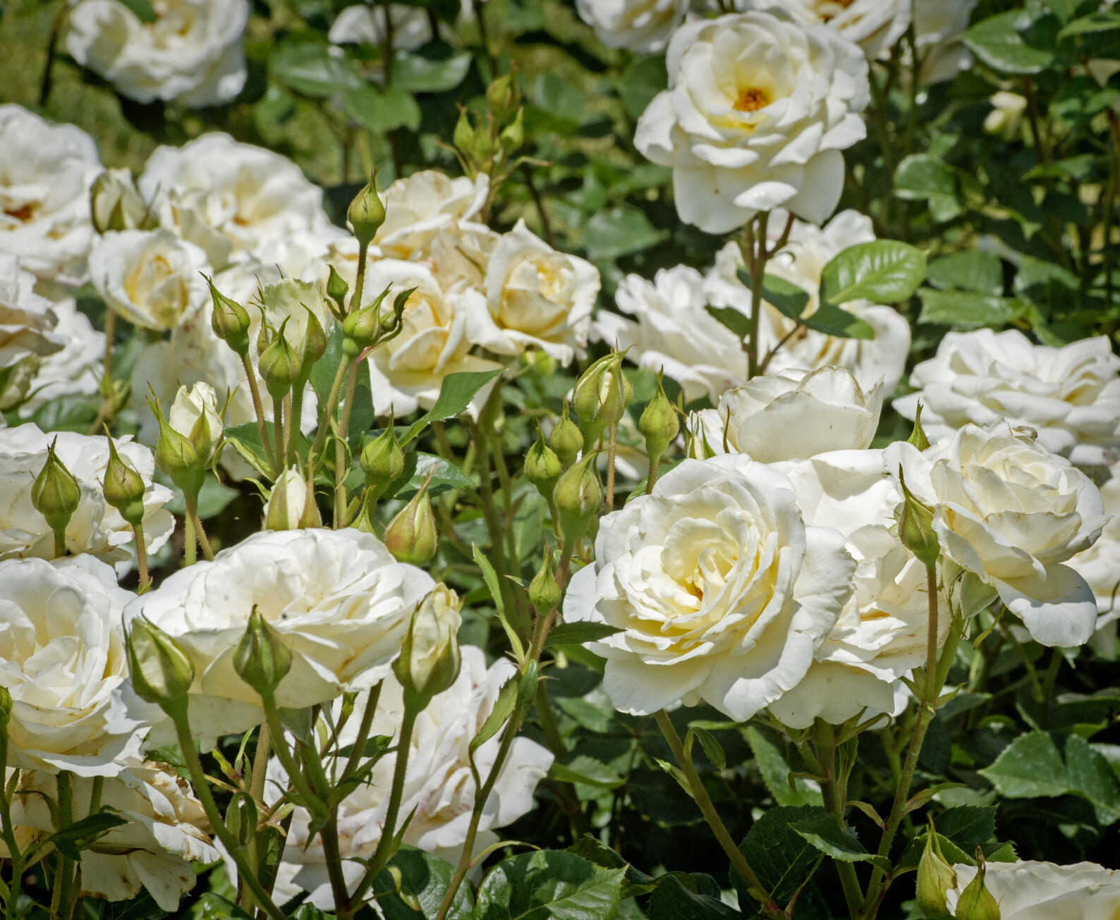 Hershey Gardens roses